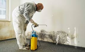 Best Environmental Consulting for Mold Prevention in Heber, CA