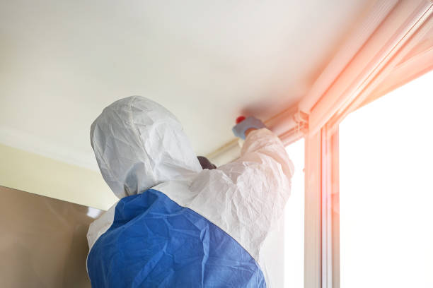 Best Attic Mold Removal in Heber, CA