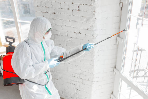 Trusted Heber, CA Mold Removal Experts