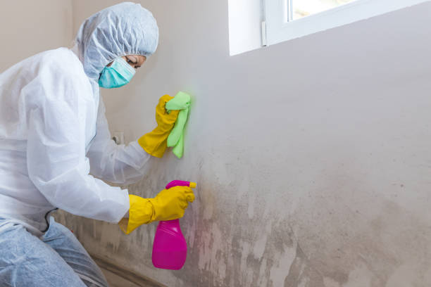 Why You Should Choose Our Mold Remediation Services in Heber, CA