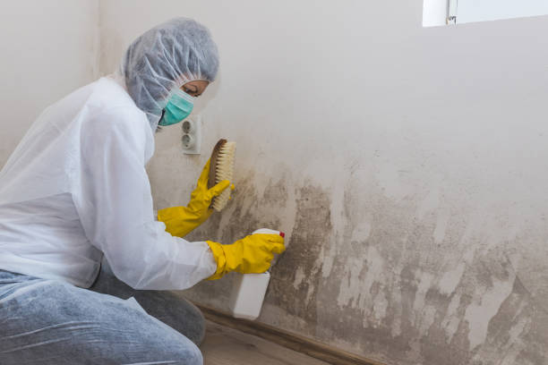 Best Mold Removal for HVAC Installations in Heber, CA