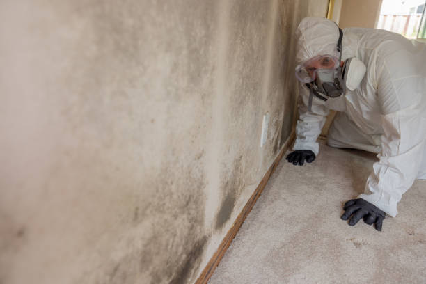 Best Residential Mold Inspection & Testing in Heber, CA